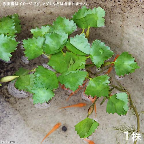 （ビオトープ）水生植物　コオニビシ（１株）　浮葉植物