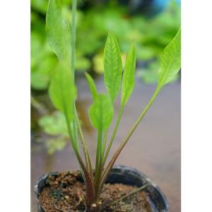 (ビオトープ)水生植物 トウゴクヘラオモダカ(...の詳細画像1