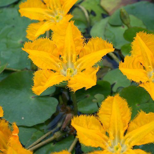 （ビオトープ）水生植物　アサザ　夕日（１ポット）浮葉植物