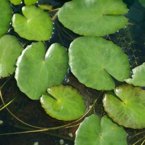 (ビオトープ)水生植物 アサザ 夕日(1ポット...の詳細画像2