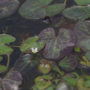 （ビオトープ）水辺植物　ヒメシロアサザ（１ポット）　浮葉植物｜chanet