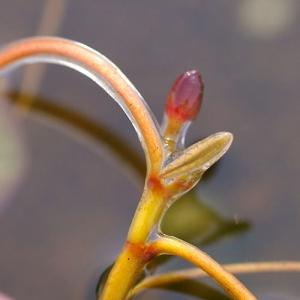 (ビオトープ)水生植物 ジュンサイ(1株) 浮...の詳細画像1