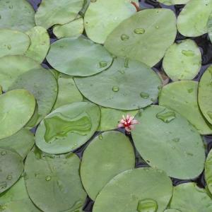 (ビオトープ)水生植物 ジュンサイ(1株) 浮...の詳細画像2