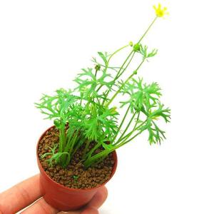 （水草）ラヌンクルス　パプレントゥス（水上葉）鉢植え（無農薬）（１鉢）