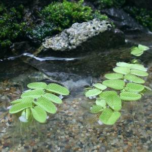【浮草/オオサンショウモ 】 100株 浮草）オオサンショウモ（無農薬）（15株） : チャーム charm ヤフー