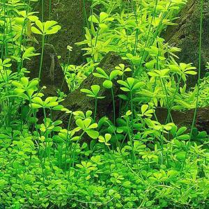 （水草）ベトナムクローバー（水上葉）（無農薬）（１パック分）