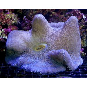 ハタゴイソギンチャクの商品一覧 通販 Yahoo ショッピング