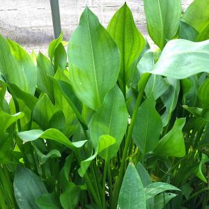 (ビオトープ)水生植物 サジタリア ウェザービ...の詳細画像1