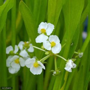 (ビオトープ)水生植物 サジタリア ウェザービ...の詳細画像1
