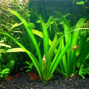 (ビオトープ)水生植物 サジタリア ウェザービ...の詳細画像2