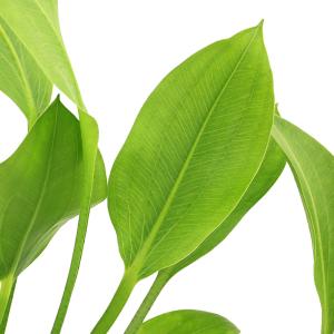 (ビオトープ)水生植物 サジタリア ウェザービ...の詳細画像2