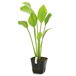(ビオトープ)水生植物 サジタリア ウェザービ...の詳細画像3
