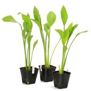 (ビオトープ)水生植物 サジタリア ウェザービ...の詳細画像4