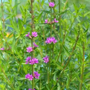 (ビオトープ)水生植物 エゾミソハギ(1ポット...の詳細画像1