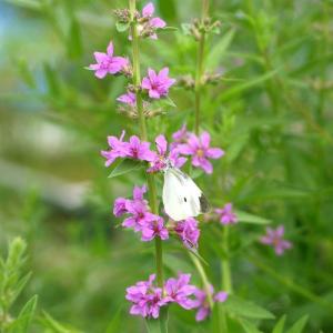 (ビオトープ)水生植物 エゾミソハギ(1ポット...の詳細画像2