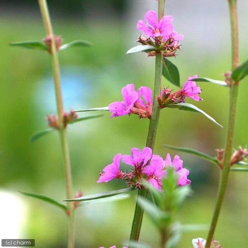 （ビオトープ）水生植物　ミソハギ（１ポット）　抽水〜湿生植物