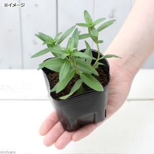 (ビオトープ)水生植物 ミソハギ(1ポット) ...の詳細画像1
