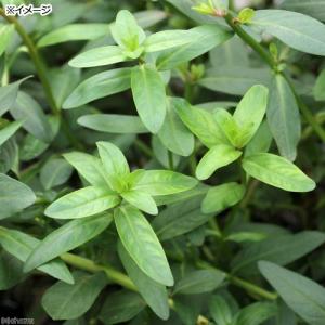 (ビオトープ)水生植物 ミソハギ(1ポット) ...の詳細画像2