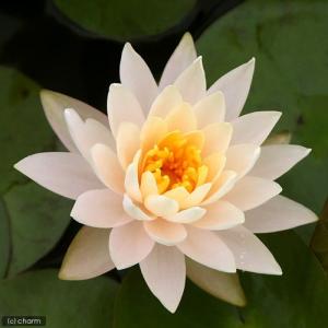 （ビオトープ）睡蓮　温帯性睡蓮（スイレン）（オレンジ）　ピーチグロー　Ｐｅａｃｈ　Ｇｌｏｗ　（１ポット）（休眠状態）