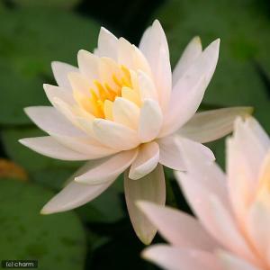 (ビオトープ)睡蓮 温帯性睡蓮(スイレン)(オ...の詳細画像1