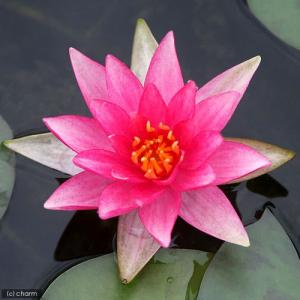 （ビオトープ）睡蓮　温帯性睡蓮（スイレン）（桃）　ピンク　スパークル（１ポット）（休眠状態）