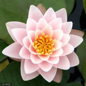 （ビオトープ）睡蓮　温帯性睡蓮（スイレン）（桃）　チャビー　Ｃｈｕｂｂｙ　（１ポット）（休眠状態）