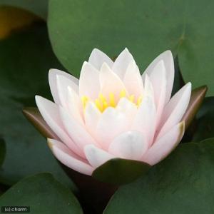 (ビオトープ)睡蓮 温帯性睡蓮(スイレン)(桃...の詳細画像1