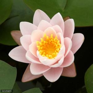 (ビオトープ)睡蓮 温帯性睡蓮(スイレン)(桃...の詳細画像2