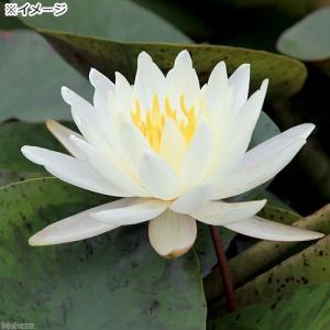 (ビオトープ)睡蓮 温帯性睡蓮(スイレン)(白...の詳細画像1