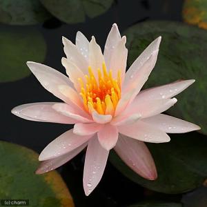 （ビオトープ）睡蓮　温帯性睡蓮（スイレン）（桃）　スターブライト　Ｓｔａｒｂｒｉｇｈｔ　（１ポット）（休眠状態）