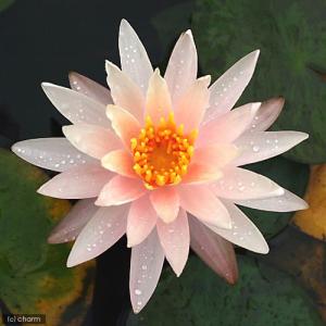 (ビオトープ)睡蓮 温帯性睡蓮(スイレン)(桃...の詳細画像1