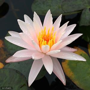 (ビオトープ)睡蓮 温帯性睡蓮(スイレン)(桃...の詳細画像2