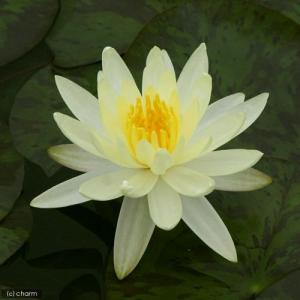 （ビオトープ）睡蓮　温帯性睡蓮（スイレン）（黄）　サルフレア　オケチョビー　（無農薬）（１ポット）