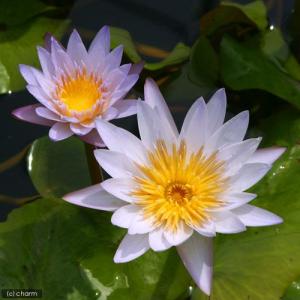 （ビオトープ）睡蓮　熱帯性睡蓮（スイレン）（淡桃〜水色）　ブリンク（１ポット）（ムカゴ種）（休眠状態）