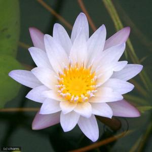 (ビオトープ)睡蓮 熱帯性睡蓮(スイレン)(淡...の詳細画像1