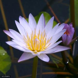 (ビオトープ)睡蓮 熱帯性睡蓮(スイレン)(淡...の詳細画像2