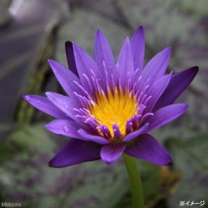 山野草）タイワンクマガイソウ（台湾熊谷草）3．5号（1ポット