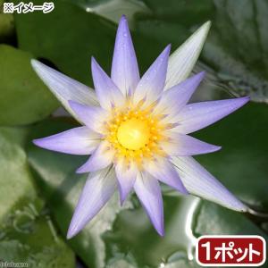 （ビオトープ）睡蓮　熱帯性睡蓮（スイレン）（青）　セルレア（カエルレア）（１ポット）原種睡蓮（休眠状態）