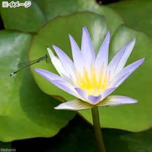 (ビオトープ)睡蓮 熱帯性睡蓮(スイレン)(青...の詳細画像1