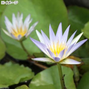 (ビオトープ)睡蓮 熱帯性睡蓮(スイレン)(青...の詳細画像2
