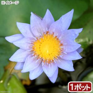 （ビオトープ）睡蓮　熱帯性睡蓮（スイレン）（青）　パメラ（１ポット）