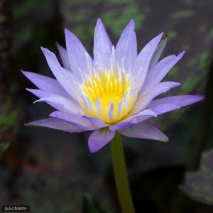 山野草）タイワンクマガイソウ（台湾熊谷草）3．5号（1ポット