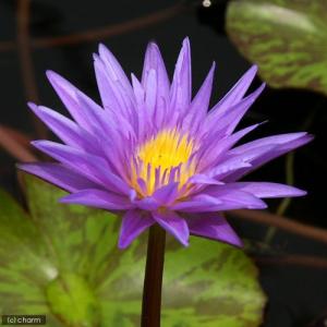 (ビオトープ)睡蓮 熱帯性睡蓮(スイレン)(青紫...の商品画像