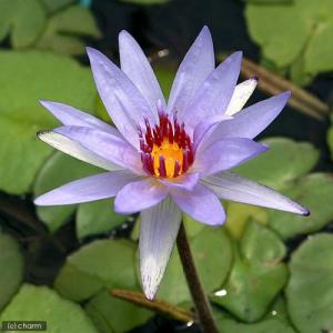 （ビオトープ）睡蓮　熱帯性睡蓮（スイレン）（青）　ウッズ　ブルー　ゴッデス（１ポット）（休眠状態）