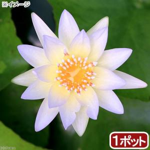 （ビオトープ）睡蓮　熱帯性睡蓮（スイレン）（青）　ムーン　ビーム（１ポット）（休眠状態）