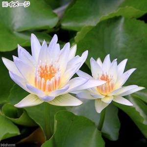 (ビオトープ)睡蓮 熱帯性睡蓮(スイレン)(青...の詳細画像1