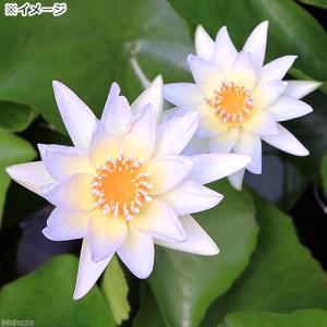 (ビオトープ)睡蓮 熱帯性睡蓮(スイレン)(青...の詳細画像2