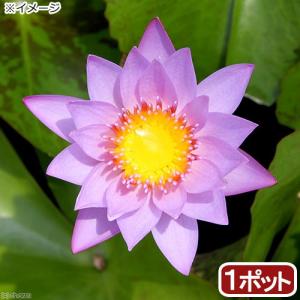 (ビオトープ)睡蓮 熱帯性睡蓮(スイレン)(淡桃...の商品画像