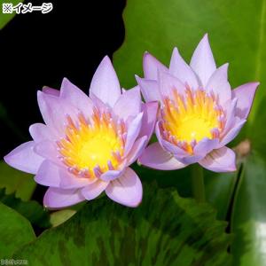 (ビオトープ)睡蓮 熱帯性睡蓮(スイレン)(淡...の詳細画像1