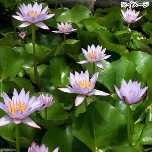 (ビオトープ)睡蓮 熱帯性睡蓮(スイレン)(淡...の詳細画像2